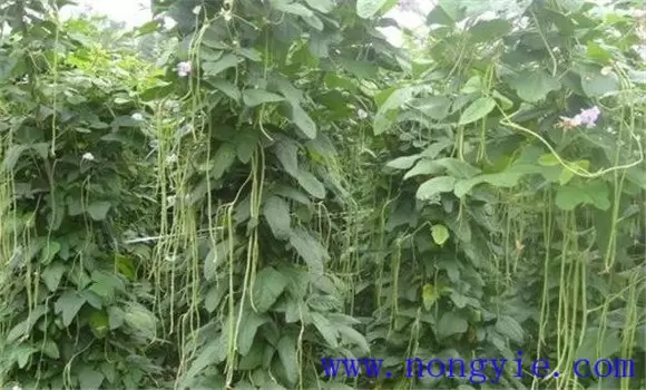 豇豆落花落荚的原因及防治方法-会东网