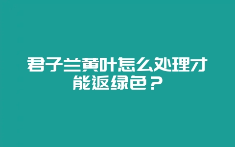 君子兰黄叶怎么处理才能返绿色？-会东网