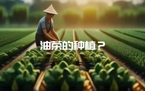 油茶的种植?-会东网