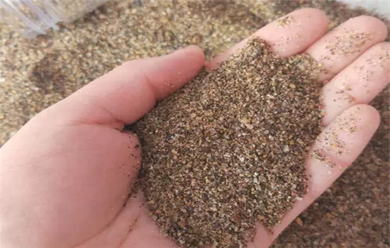 鹅掌柴盆栽与养殖技术要点-会东网