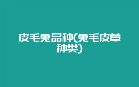 皮毛兔品种(兔毛皮草种类)-会东网