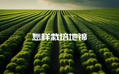 怎样栽培地锦-会东网