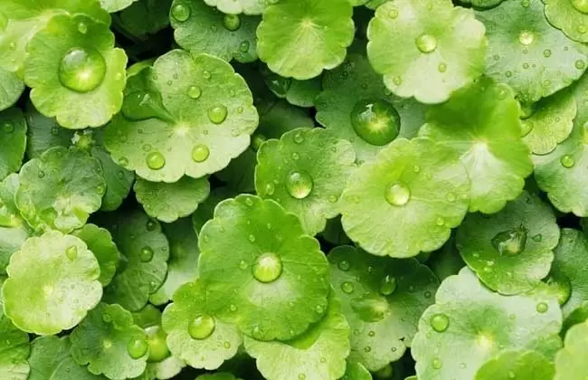 金钱草的产地分布-会东网