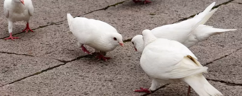 养鸽子需要注意什么-会东网