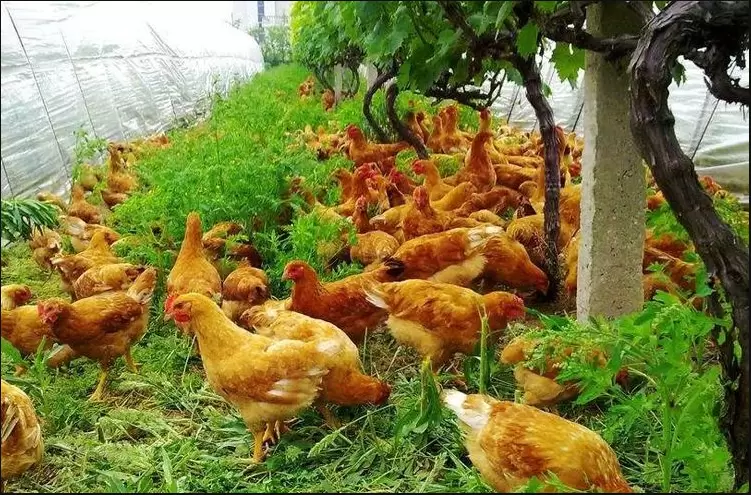 如何养鸡,不生病 长的好 长的快,老养殖户 说出了真相-会东网