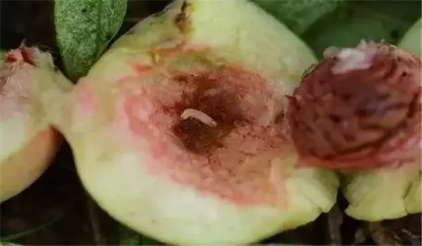桃小食心虫的危害症状及防治方法-会东网