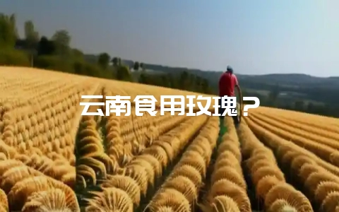 云南食用玫瑰?插图 云南食用玫瑰?插图