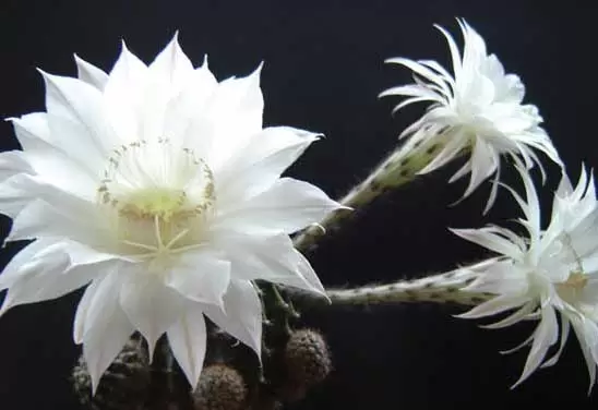 如何才能使仙人球开花?-会东网