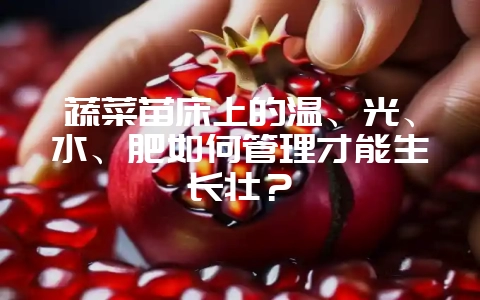 蔬菜苗床上的温、光、水、肥如何管理才能生长壮？-会东网
