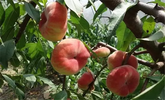 蟠桃品种介绍 常见的蟠桃有哪些优良品种-会东网