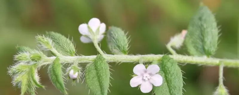 单双子叶植物区别-会东网