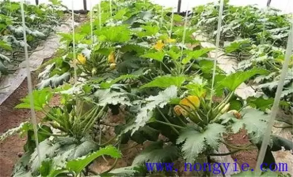 秋季西葫芦种植时间 秋季西葫芦种植技术和管理-会东网