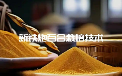 新铁炮百合栽培技术-会东网