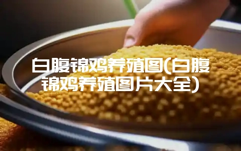 白腹锦鸡养殖图(白腹锦鸡养殖图片大全)-会东网