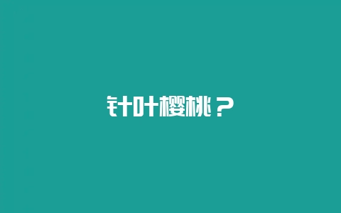 针叶樱桃？-会东网