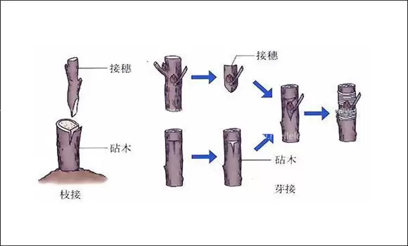 枣树如何嫁接 枣树嫁接方法介绍-会东网