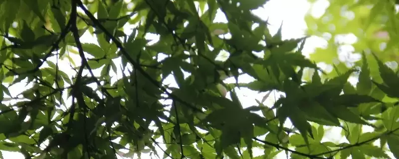 树叶是植物吗-会东网