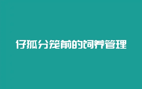 仔狐分笼前的饲养管理-会东网