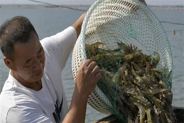 中国和日本收捕(捕获)对虾的几种常用方法-会东网