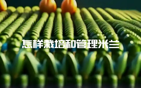 怎样栽培和管理米兰-会东网