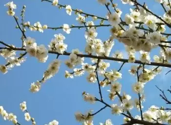 腊梅花的功效与营养价值-会东网