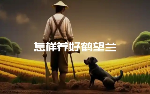 怎样养好鹤望兰-会东网