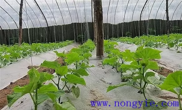 西葫芦定植后的管理技术要点 如何进行温度管理-会东网