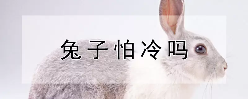 兔子怕冷吗-会东网
