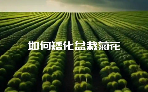如何矮化盆栽菊花-会东网