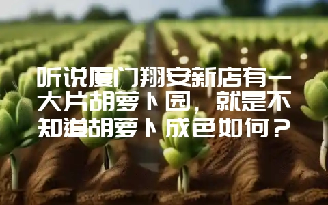 听说厦门翔安新店有一大片胡萝卜园,就是不知道胡萝卜成色如何?-会东网