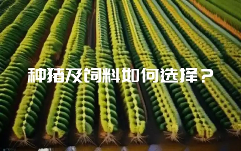 种猪及饲料如何选择?-会东网
