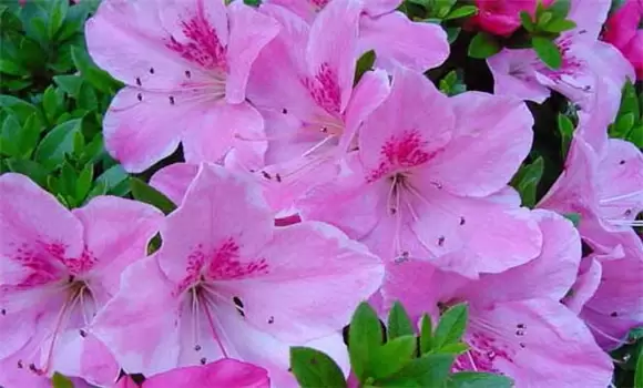 杜鹃花的繁殖方法 杜鹃花如何繁殖-会东网