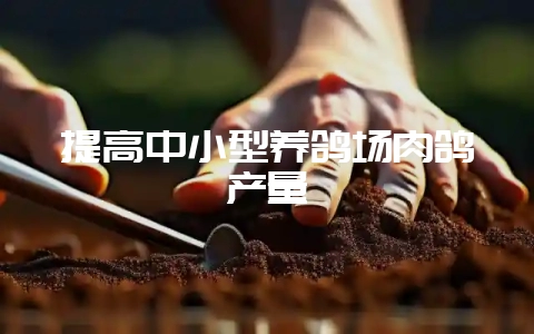 提高中小型养鸽场肉鸽产量-会东网