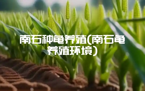 南石种龟养殖(南石龟养殖环境)-会东网