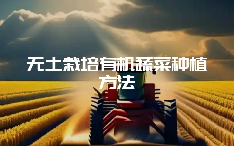 无土栽培有机蔬菜种植方法-会东网