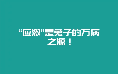 “应激”是兔子的万病之源！-会东网