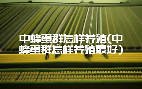 中蜂蛋群怎样养殖(中蜂蛋群怎样养殖最好)-会东网