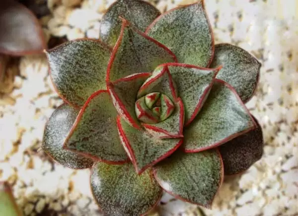 常见的多肉植物怎么养?-会东网