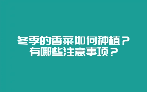 冬季的香菜如何种植?有哪些注意事项?-会东网