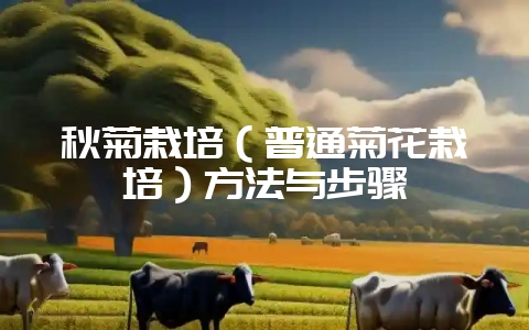 秋菊栽培（普通菊花栽培）方法与步骤-会东网