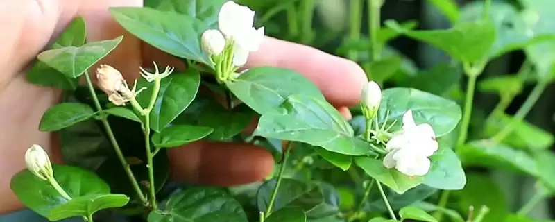 茉莉花是哪个季节的-会东网