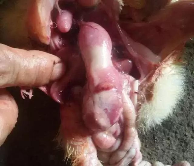 腺肌胃的临床症状 鸡苗第一天就有腺胃炎 该怎样提前预防呢-会东网