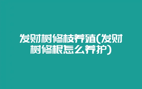 发财树修枝养殖(发财树修根怎么养护)-会东网