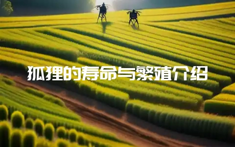 狐狸的寿命与繁殖介绍-会东网