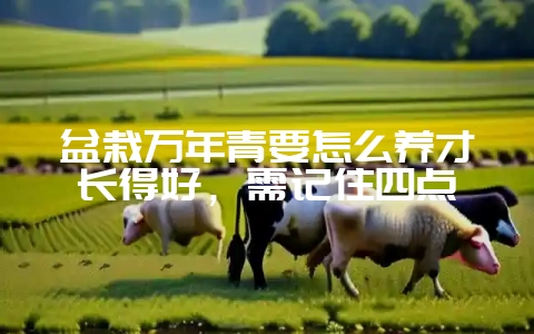 盆栽万年青要怎么养才长得好,需记住四点-会东网