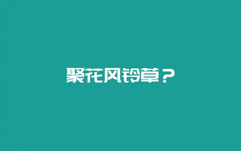 聚花风铃草？-会东网