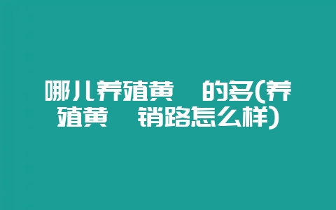 哪儿养殖黄鳝的多(养殖黄鳝销路怎么样)-会东网