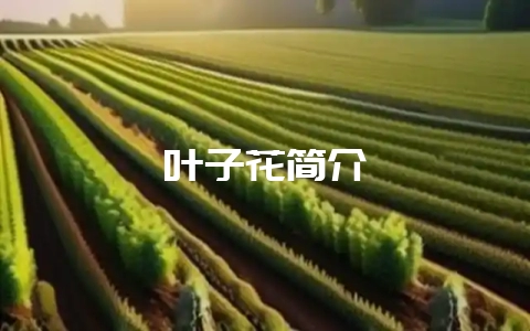 叶子花简介-会东网