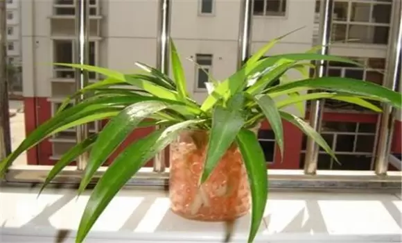 吊兰无土栽培的方法与技巧-会东网
