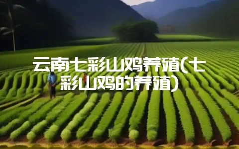 云南七彩山鸡养殖(七彩山鸡的养殖)-会东网